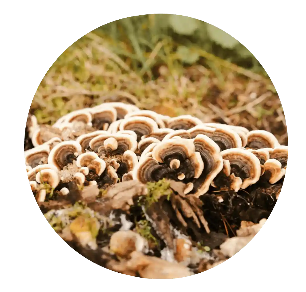 Turkey Tail mushroom