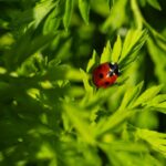 are asian lady beetles harmful