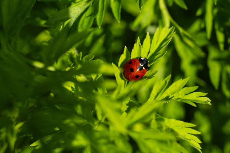 are asian lady beetles harmful