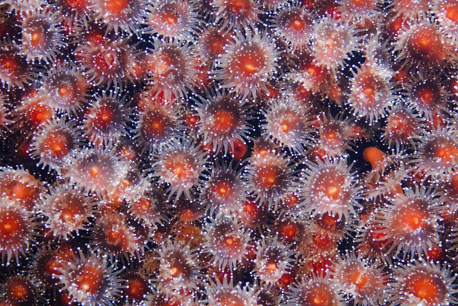 are colon polyps common