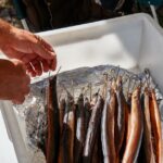 are eels poisonous the truth about eating eel