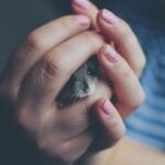 are hamster bites dangerous infections rabies more