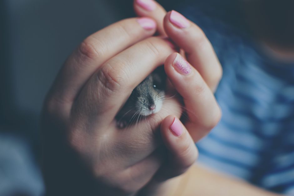 are hamster bites dangerous infections rabies more