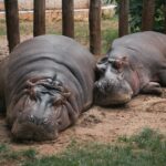 are hippos fat the truth about their bulk