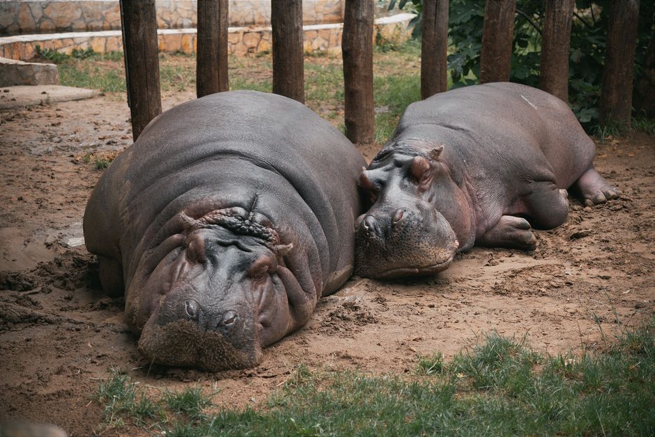 are hippos fat the truth about their bulk