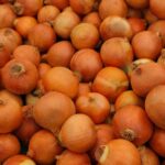 are onions a vegetable