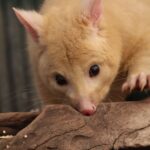 are possums immune to rabies the science explained