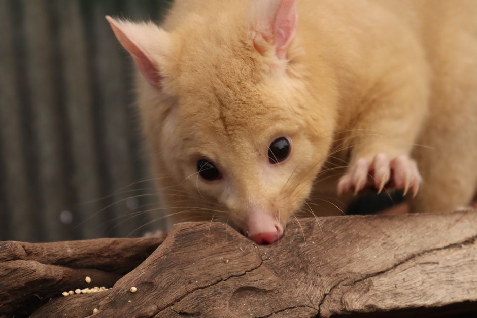 are possums immune to rabies the science explained