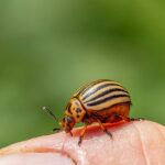 are potato bugs venomous the truth about their bite