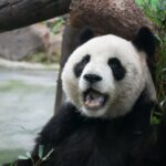 are red pandas dangerous the truth about their behavior