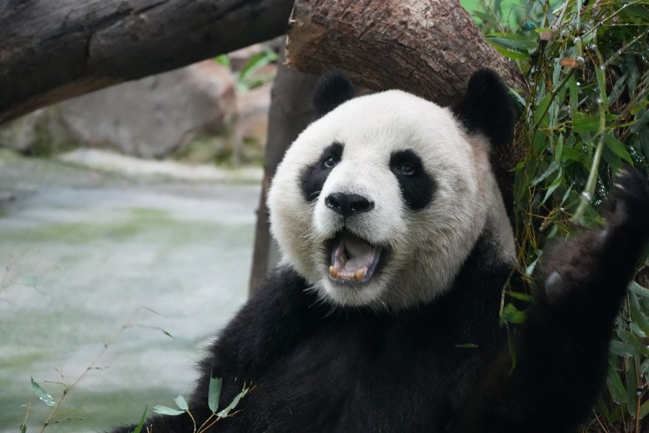 are red pandas dangerous the truth about their behavior