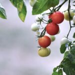 are unripe tomatillos poisonous to eat
