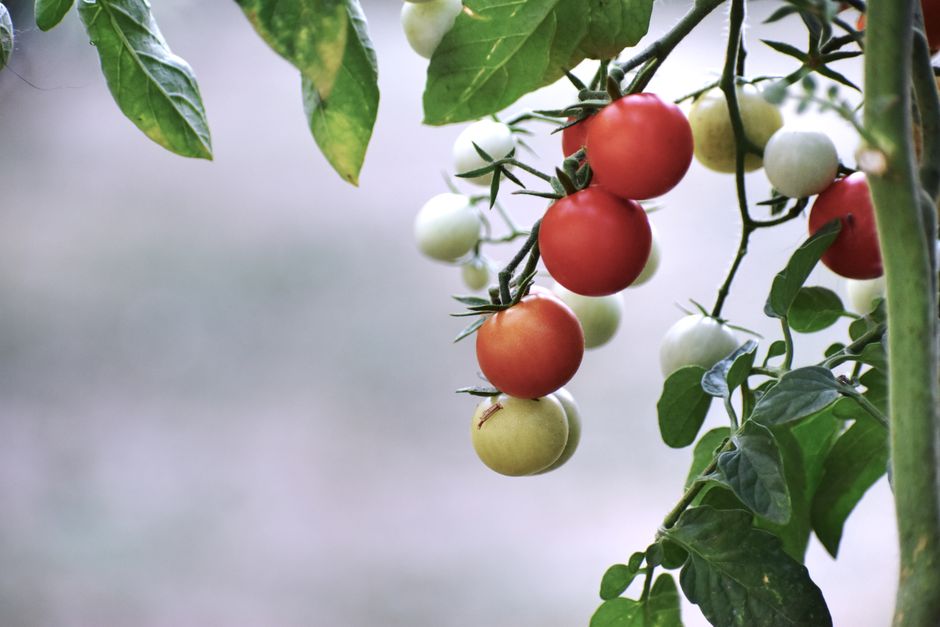 are unripe tomatillos poisonous to eat