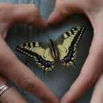 can butterflies heal their wings