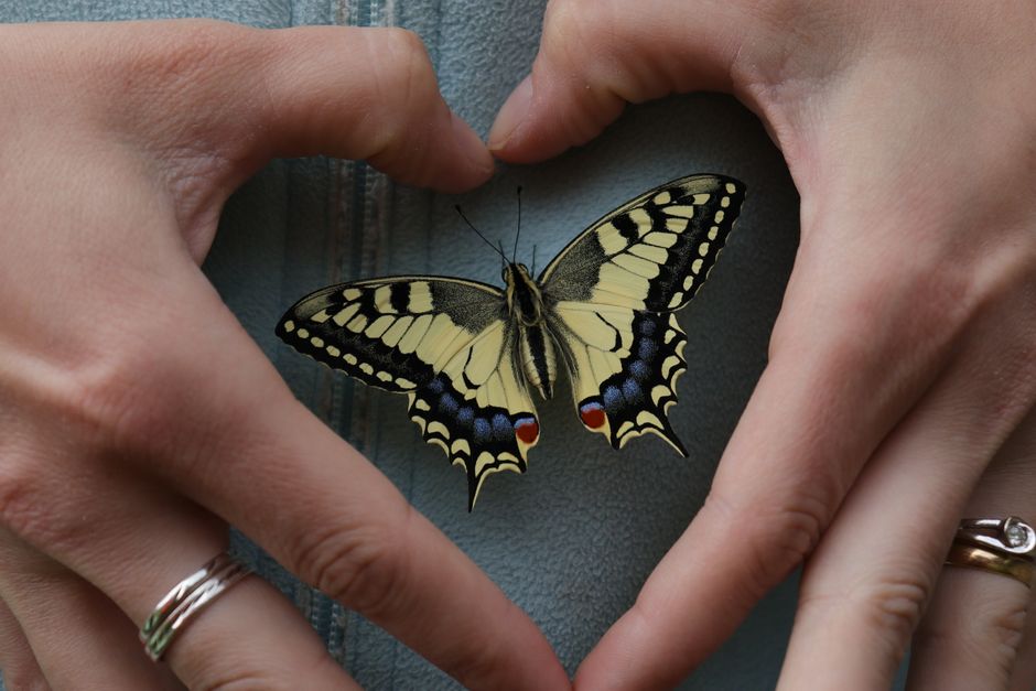 can butterflies heal their wings