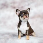 can chihuahua eat white conchas