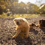 can fleas live on people