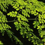 can i take moringa while breastfeeding