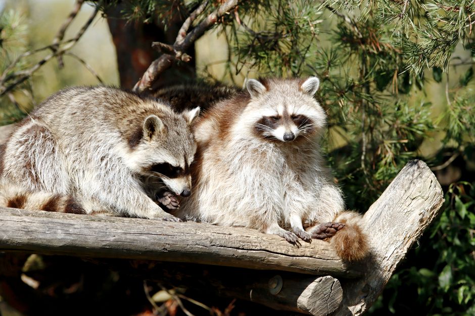 can raccoons carry rabies signs and what to do