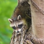 can raccoons climb brick walls and how to stop them