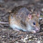 can rats see in the dark
