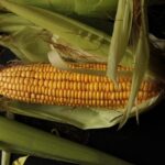 can we digest starch but not cellulose