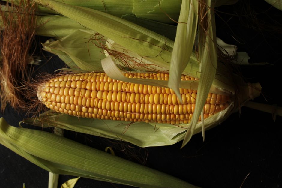 can we digest starch but not cellulose
