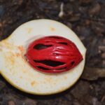 can you eat nutmeg fruit safety taste and uses