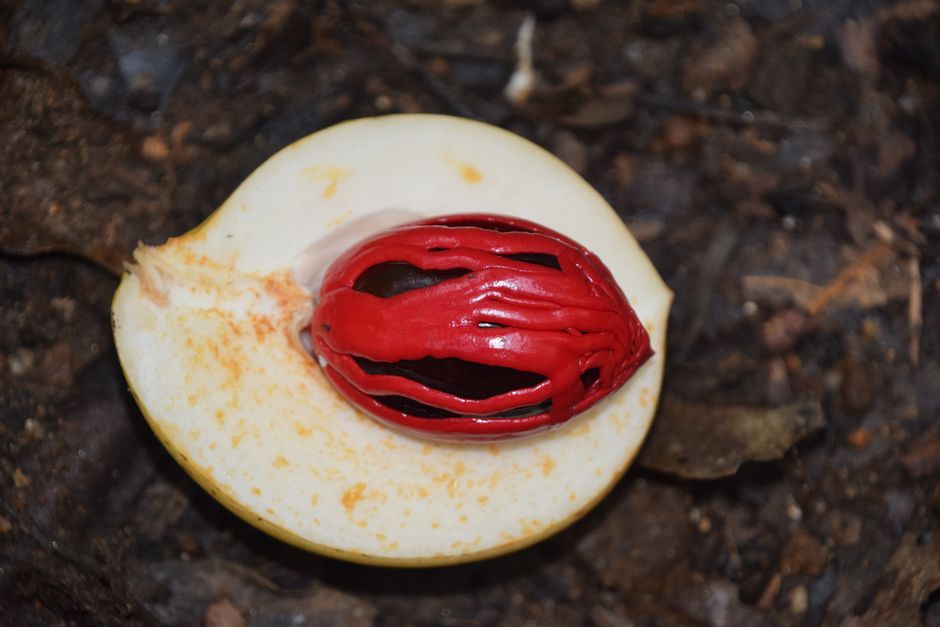 can you eat nutmeg fruit safety taste and uses