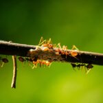 do ants have feelings