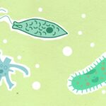 do bacteria have a nucleus