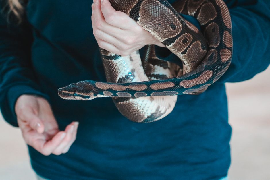 do ball pythons bite