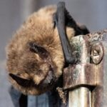 do bats carry rabies risk signs and what to do