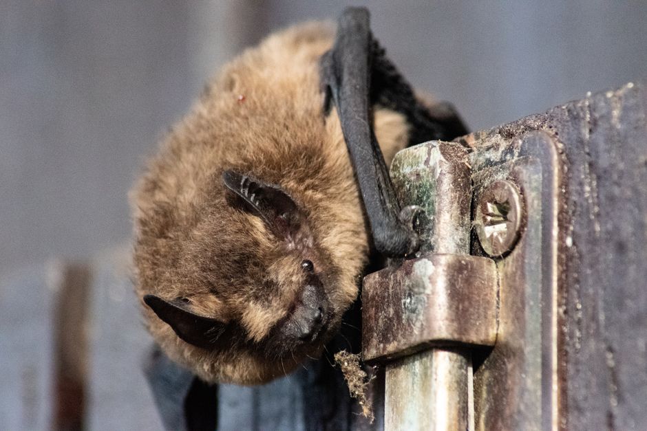 do bats carry rabies risk signs and what to do