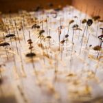 do bed bugs have