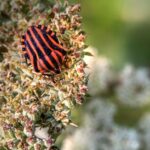 do bed bugs like the heat and what kills them