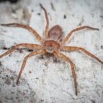do brown recluse make webs