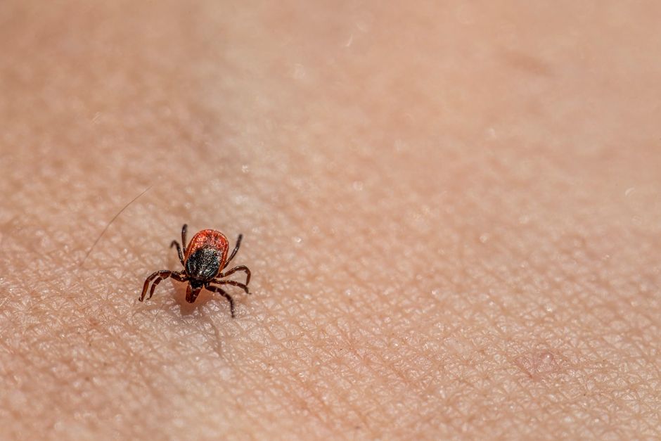 do carpet beetles bite
