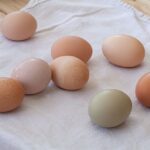 do eggs raise blood sugar or help keep it stable