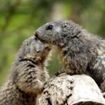 do groundhogs bite what to do if you get bitten