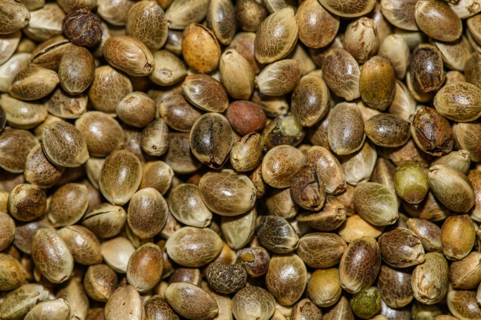 do hemp seeds contain cbd what science says
