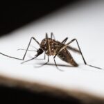 do junk bugs bite humans symptoms and treatment