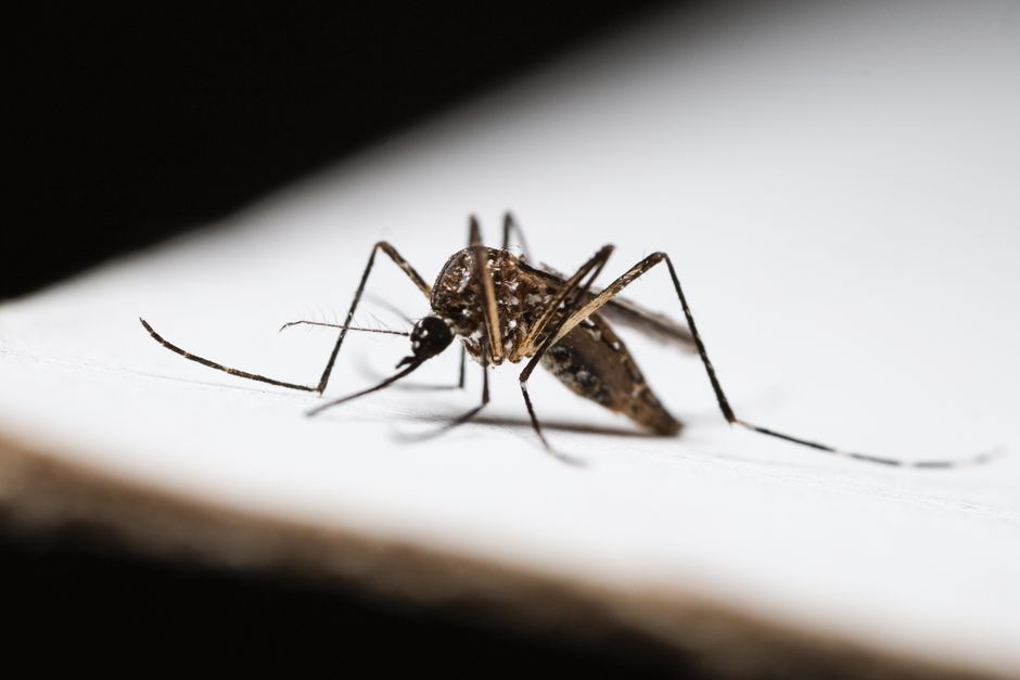 do junk bugs bite humans symptoms and treatment