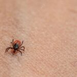 do lady beetles bite