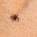 do pet fleas bite humans and can they live on you