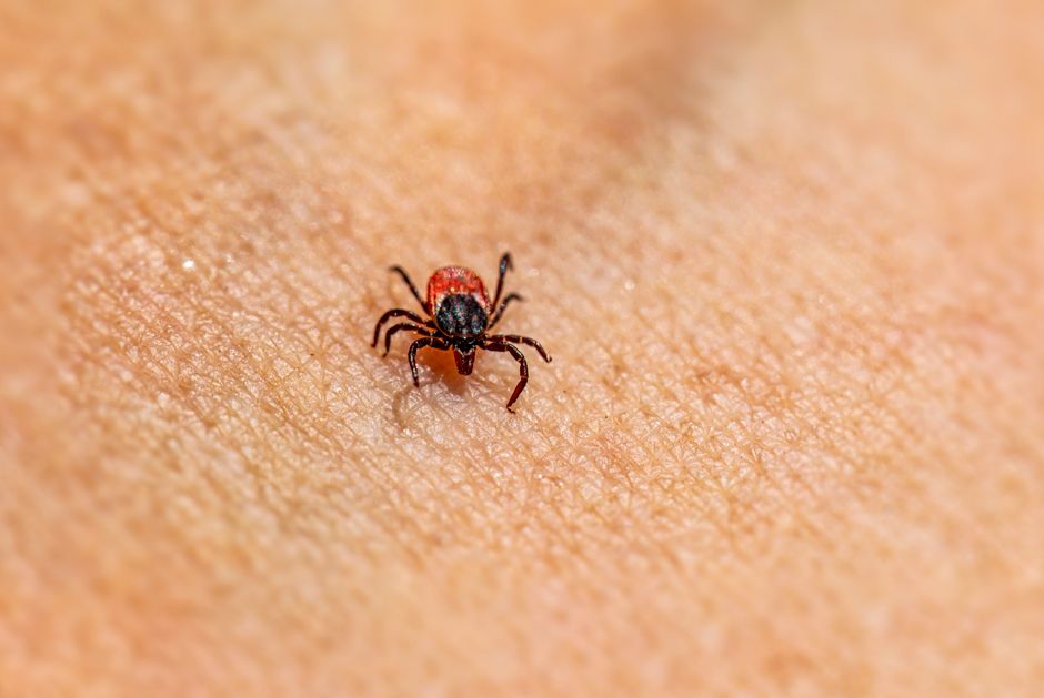 do pet fleas bite humans and can they live on you