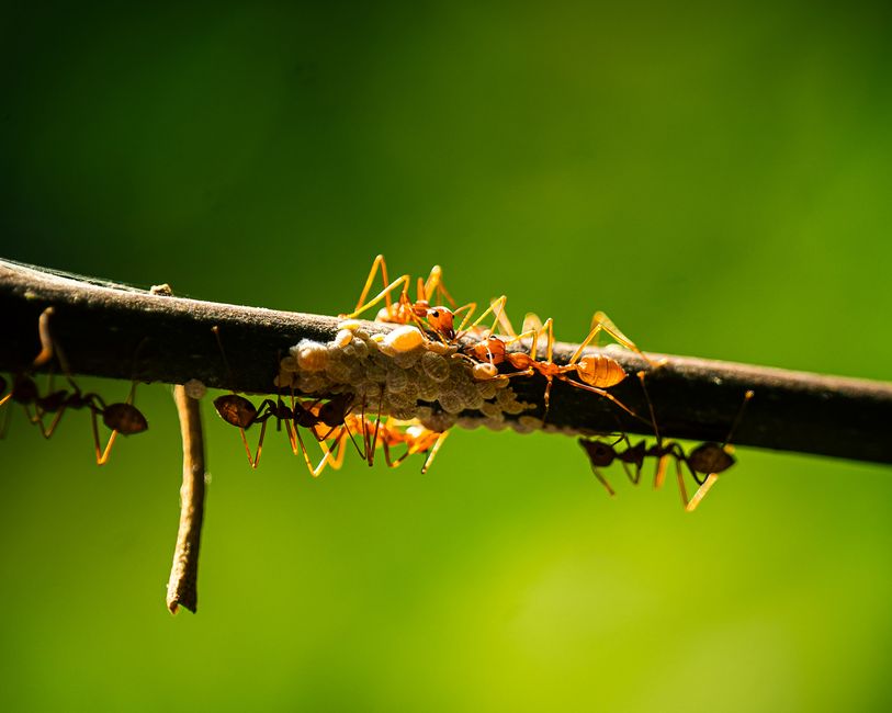 do red ants bite