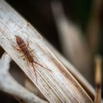 do springtails eat mold the truth about mold control