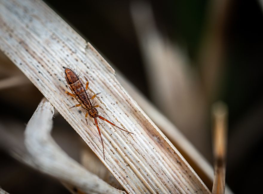 do springtails eat mold the truth about mold control