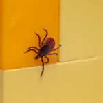 does a tick bite itch
